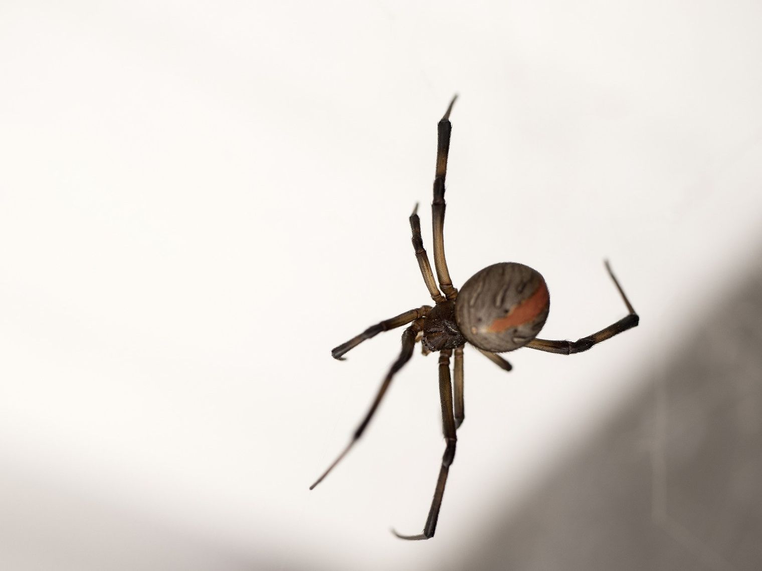 aus-redback-spider.jpg