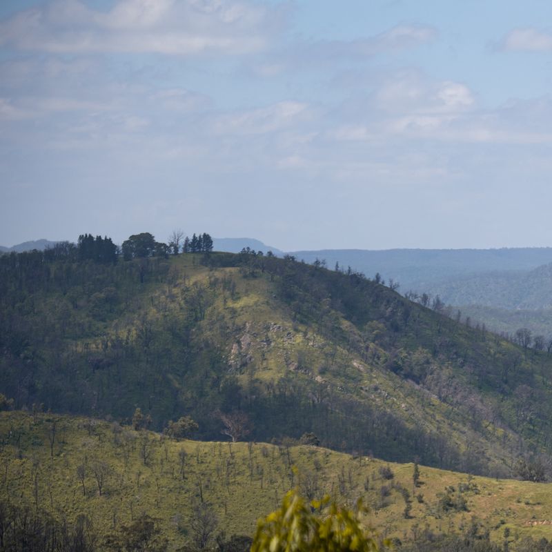 aus-nsw-blue-mountains-forest-after-bush-fire.jpg