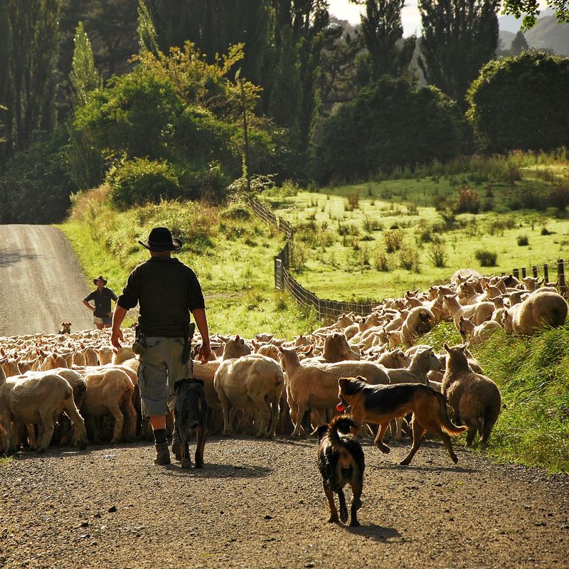Boer en herdershond drijven een grote kudde schapen langs een landelijke grindweg op een boerderij in Nieuw-Zeeland, omringd door groene weiden en hoge bomen in het gouden licht van de middag.