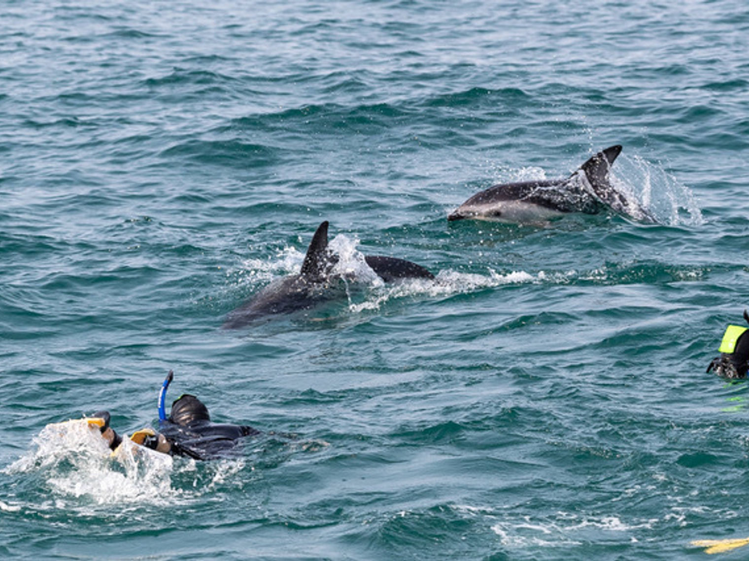 Nz general activities dolphin encounter kaikoura