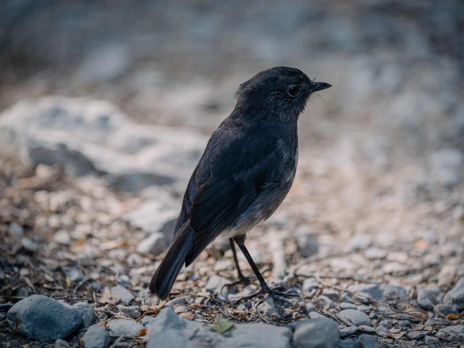 Vogel im Mount Aspiring National Park