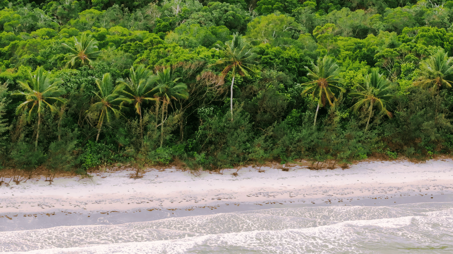 A beach in Australia fringed by palm trees and rainforest