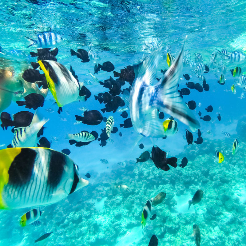 Onderwaterfoto van verschillende scholen vissen in Tahiti