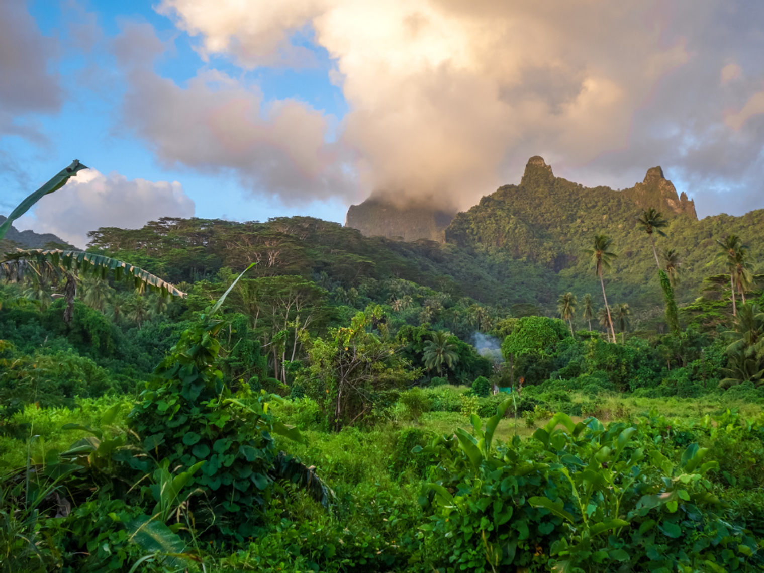 Tahiti jungle