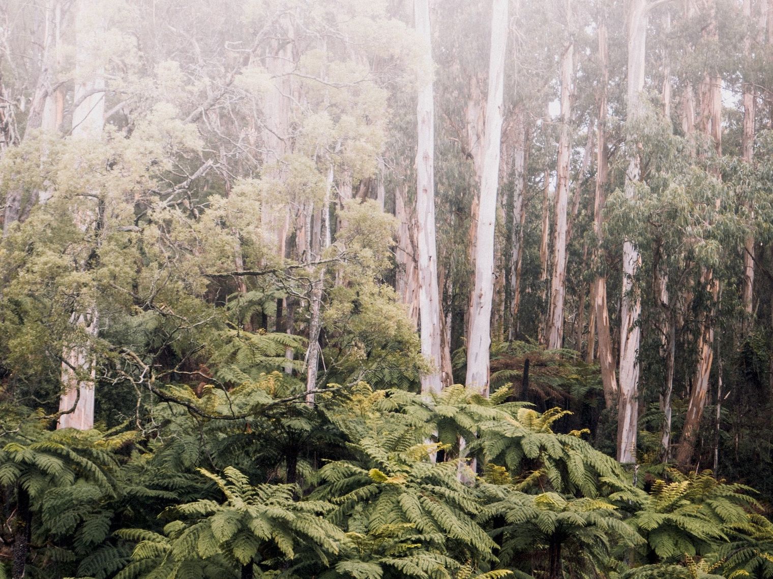 Australien Victoria Yarra Valley Dandenong