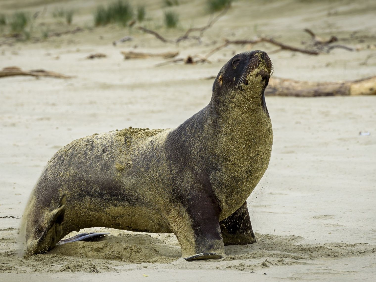 Seal on the beach