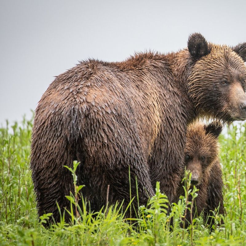 A wet grizzly bear mother stands alert in lush green vegetation with her cub sheltering closely behind her, spotted on a wildlife tour in the Great Bear Rainforest, British Columbia, Canada.