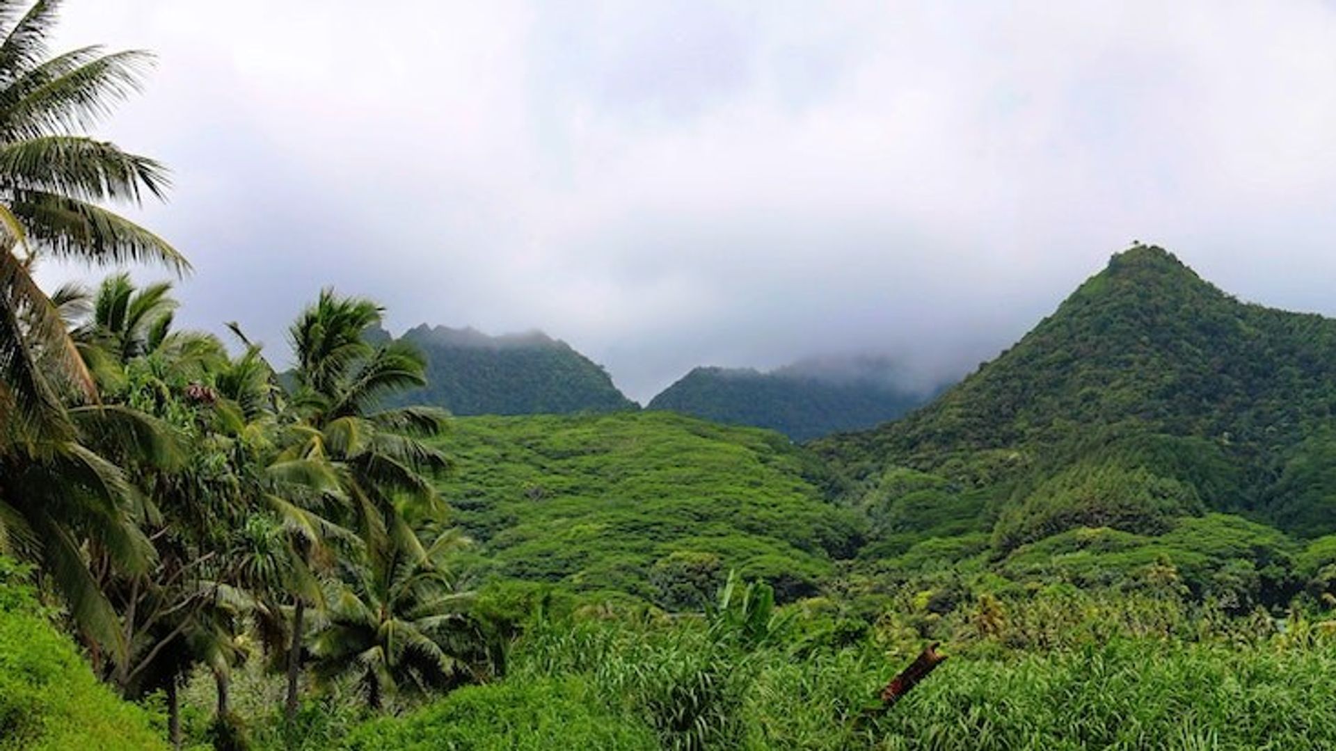 TE Cook Islands Rarotonga Regenwald