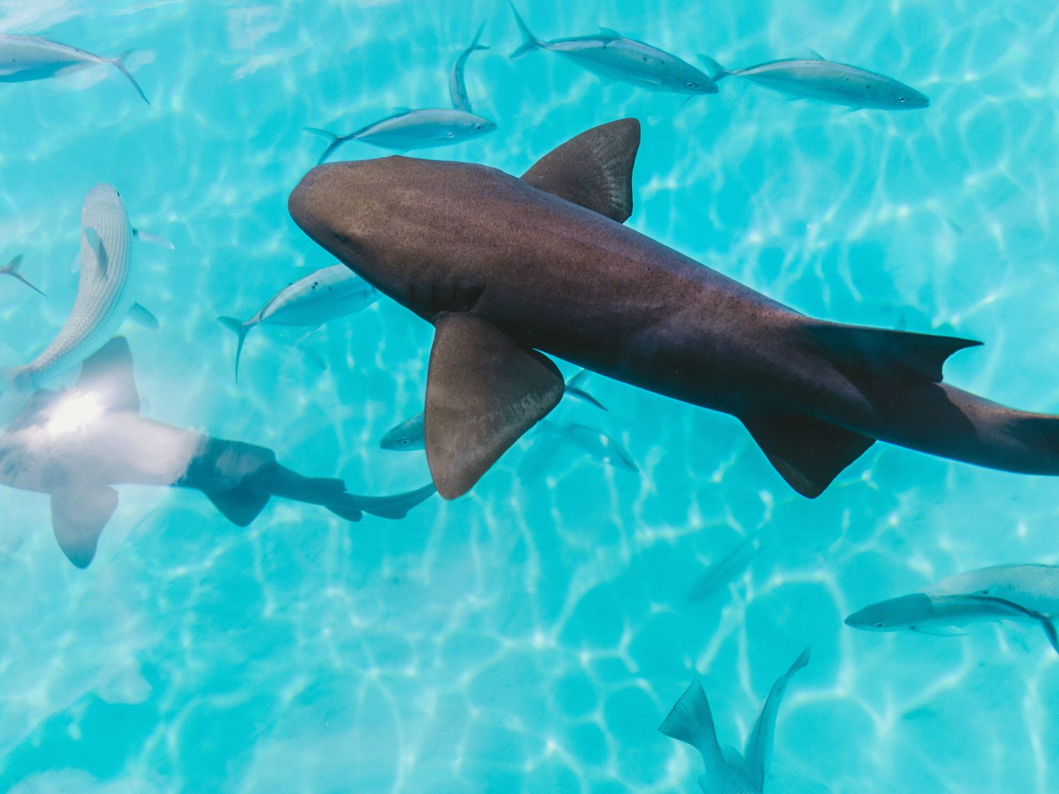 Übersicht über die im Wasser schwimmenden Haie und Fische