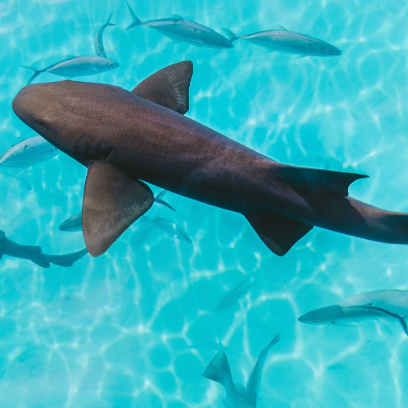 overzicht van haaien en vissen die in het water zwemmen