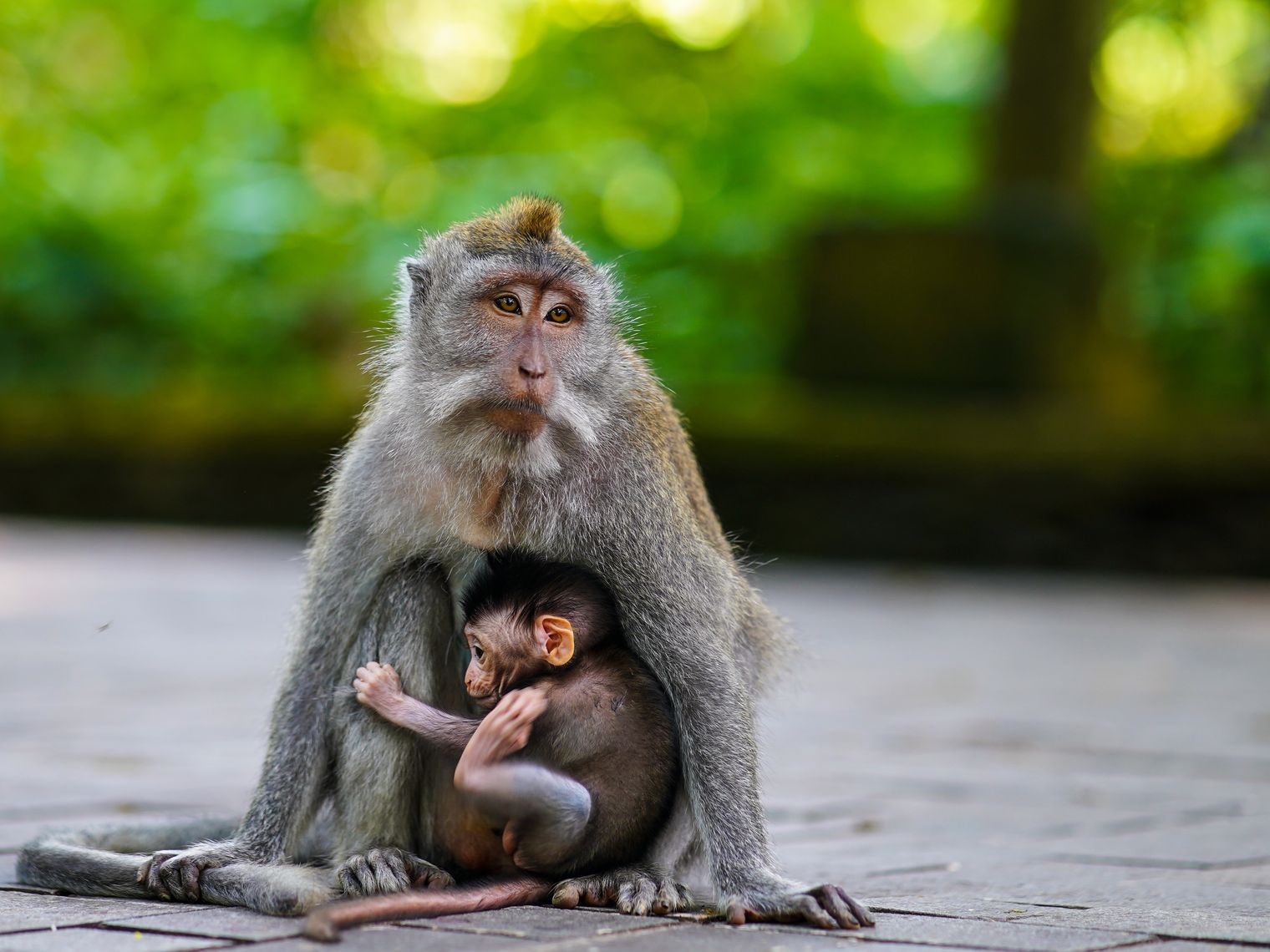 Kleiner Affe mit Baby auf Bali