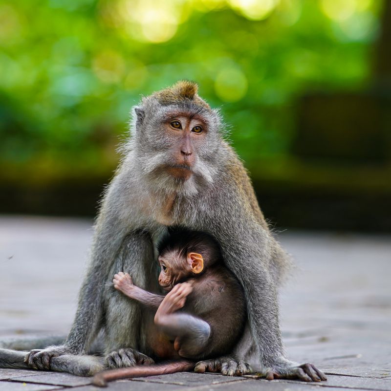 Little monkey with baby in Bali
