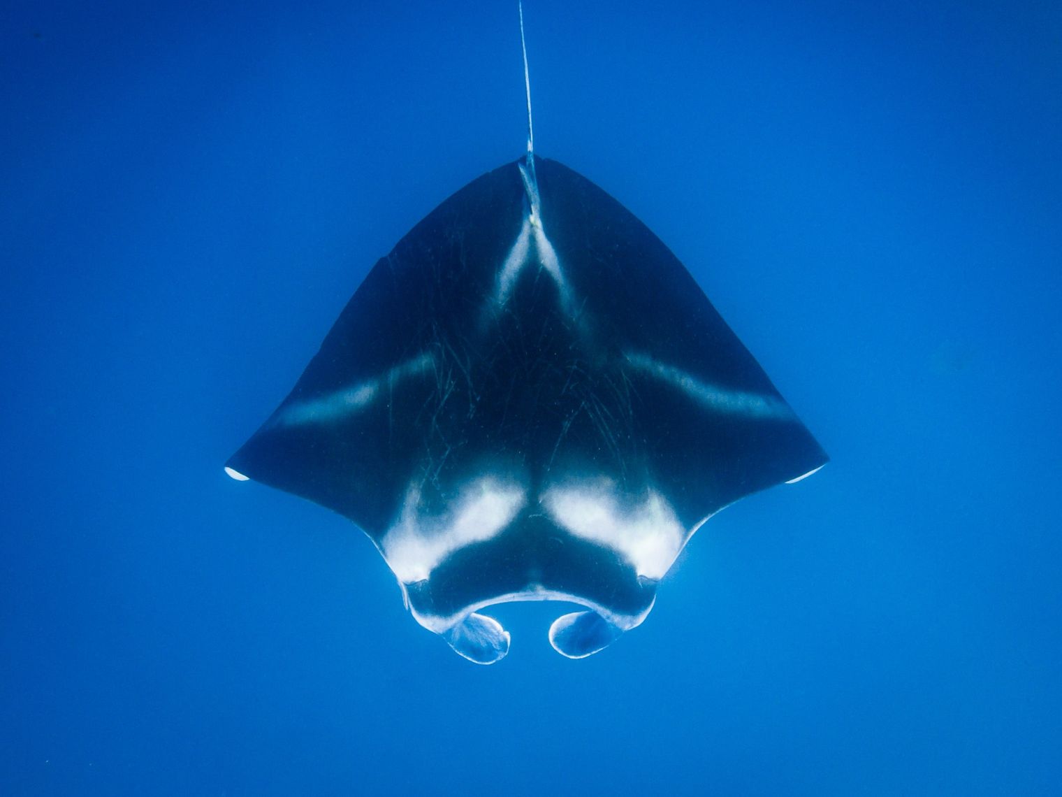 Manta-Rochen von oben