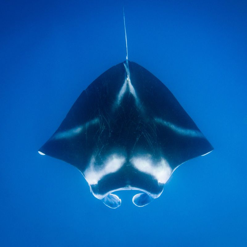 Manta van bovenaf