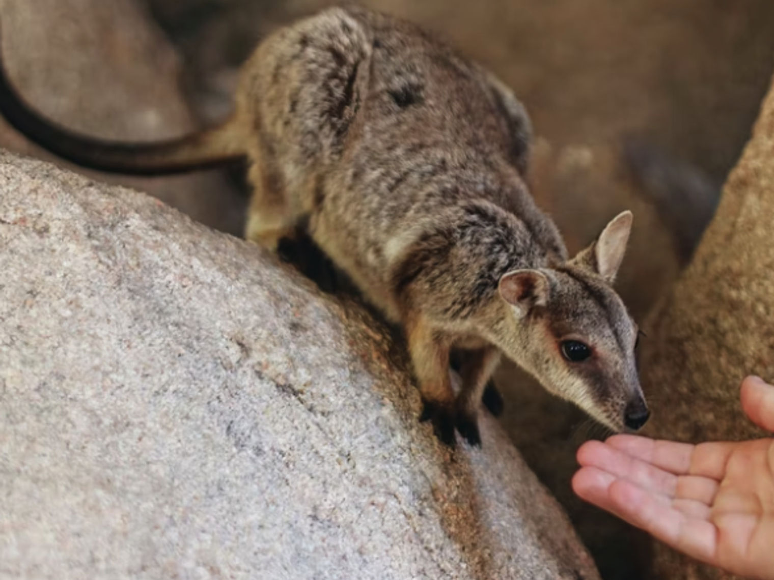 Australien Queensland Magnetic Island Wallaby