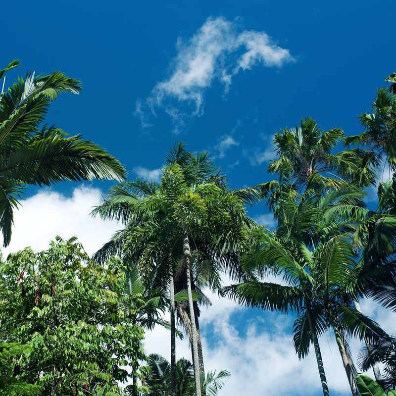 Groene palmbomen reiken naar de blauwe lucht in Cairns, Queensland, Australië
