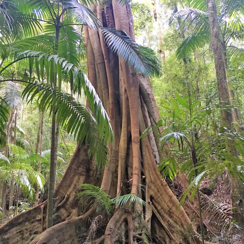 AUS- national park - Lamington National park