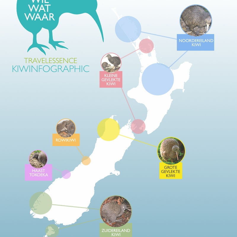 Kiwinfographic