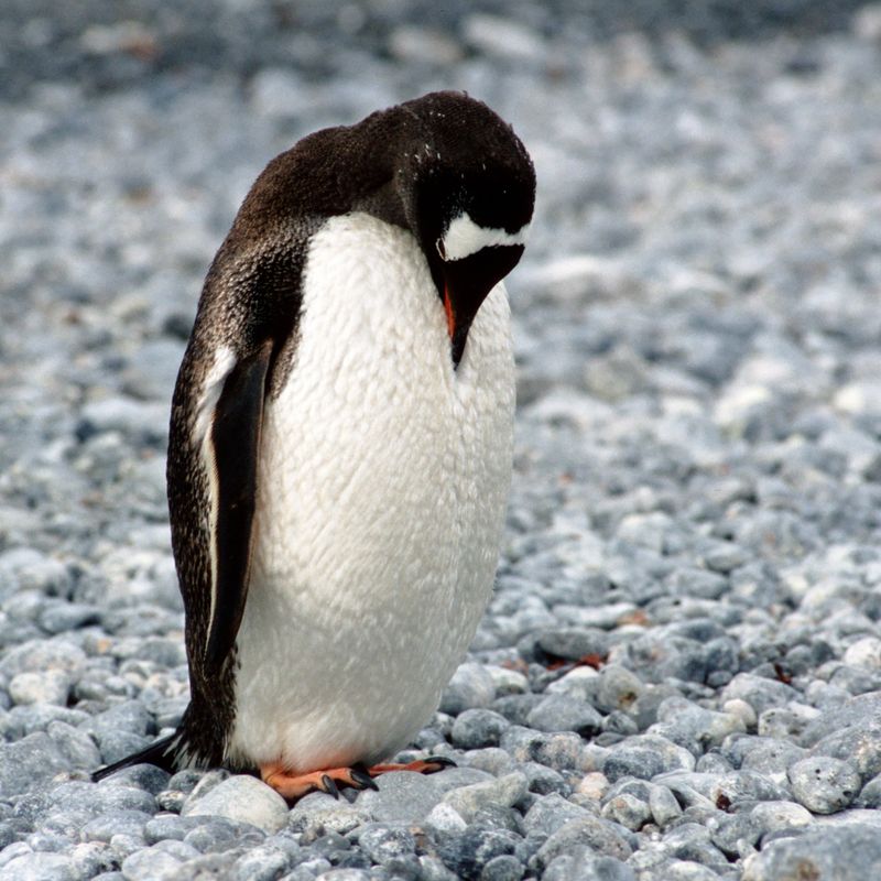 antarctica penguin