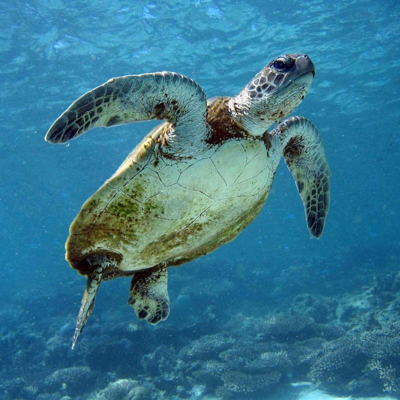 Places - Ningaloo Reef