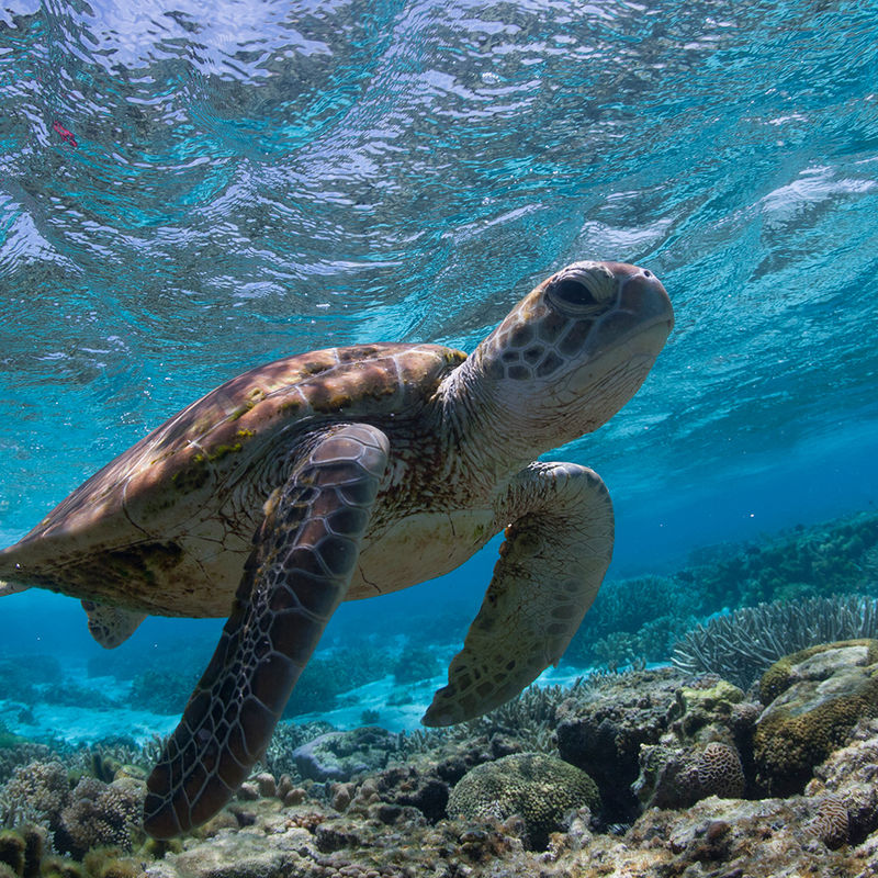 aus turtle snorkelling dive queensland