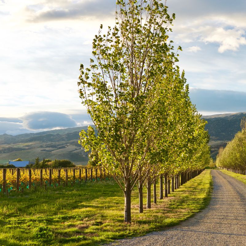 nz-central-otago-cottage-vineyard-view-partner-accommodation-comfortable