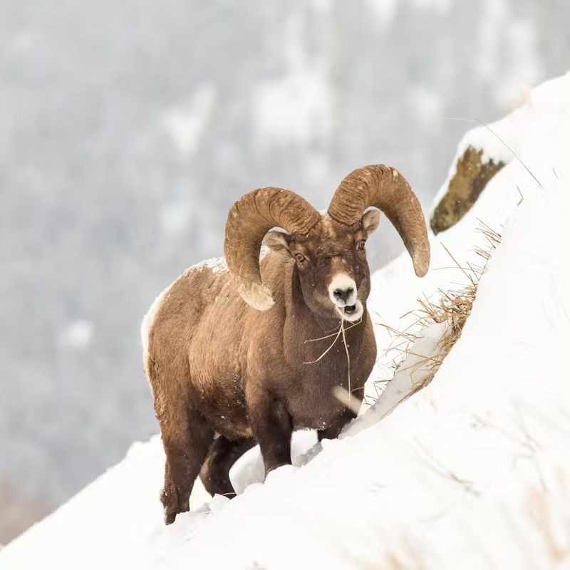 Bighorn sheep op een besneeuwde bergwand in Yellowstone National Park
