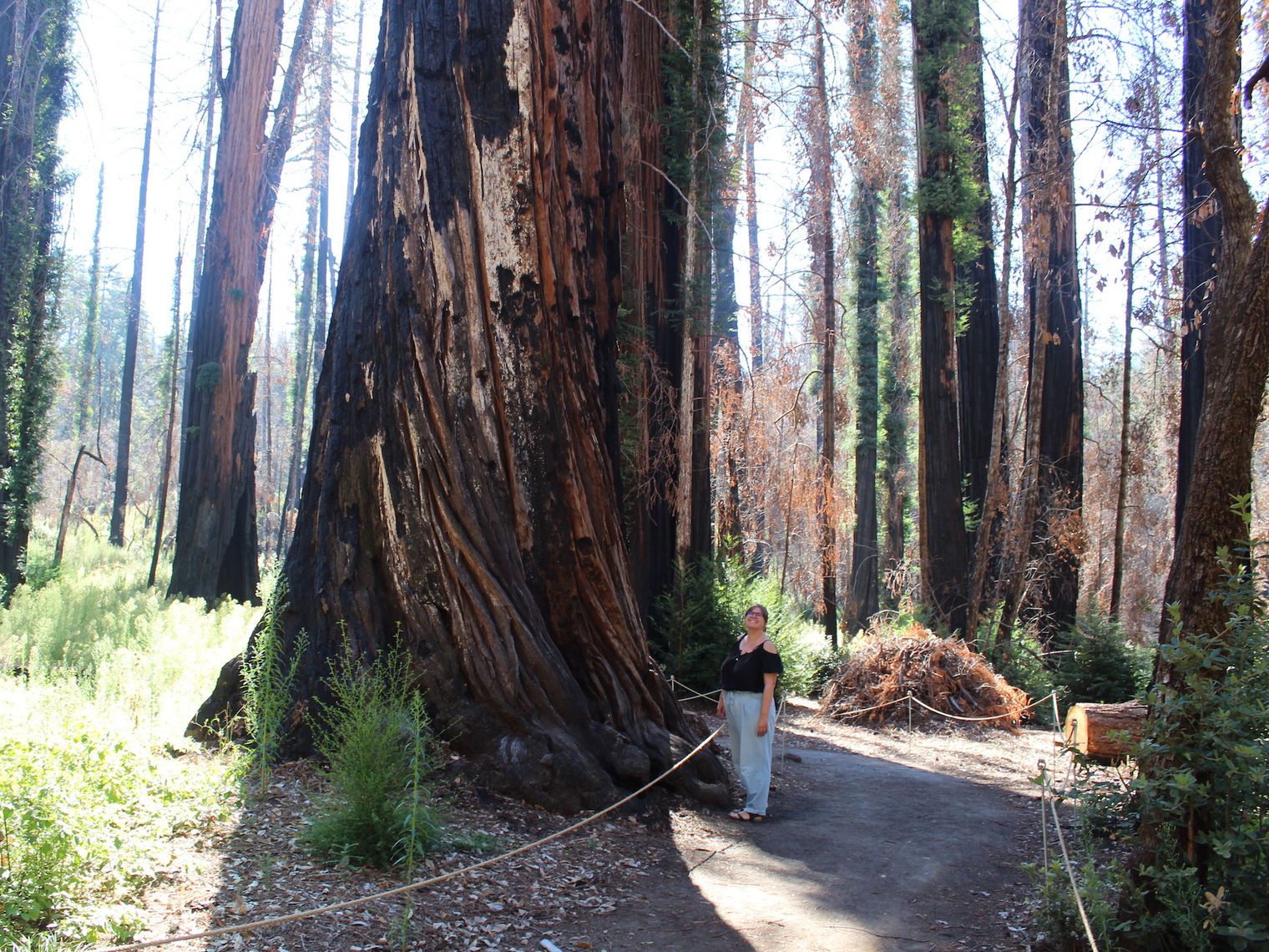 Frau steht zwischen großen Redwood-Bäumen im Redwood State Park, Kalifornien