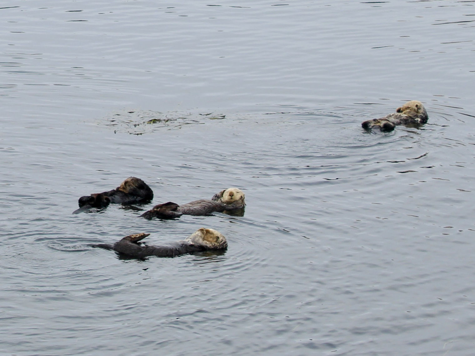 Seeotter schwimmen im Meer in der Morro Bay, USA