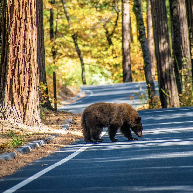 Een beer die een kronkelende weg oversteekt in een bos met sequoia’s en herfstbladeren in Yosemite National Park, Californië, VS