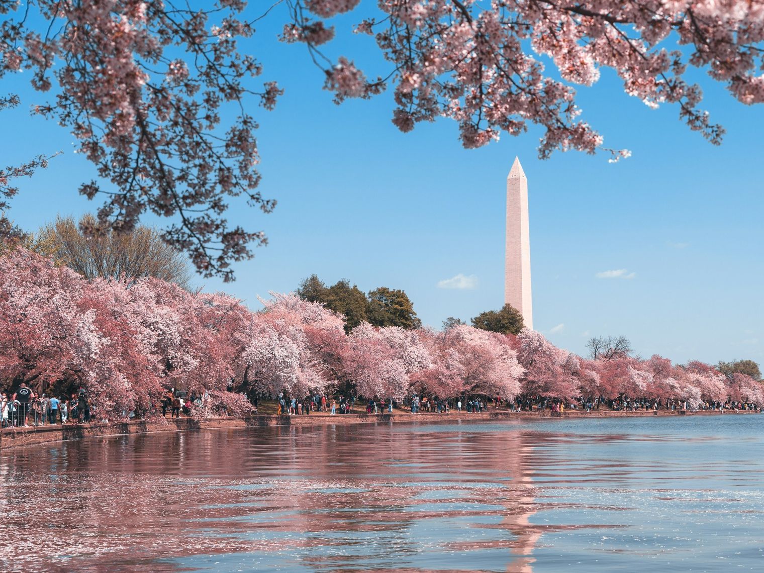 An einem strahlenden Frühlingstag säumen rosa blühende Bäume den Fluss in Washington D.C., im Hintergrund ist das Washington Monument zu sehen