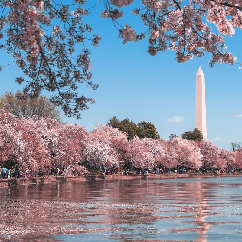 Pink blossom trees line the river in Washington D.C. on a bright spring day, with the Washington Monument in the background