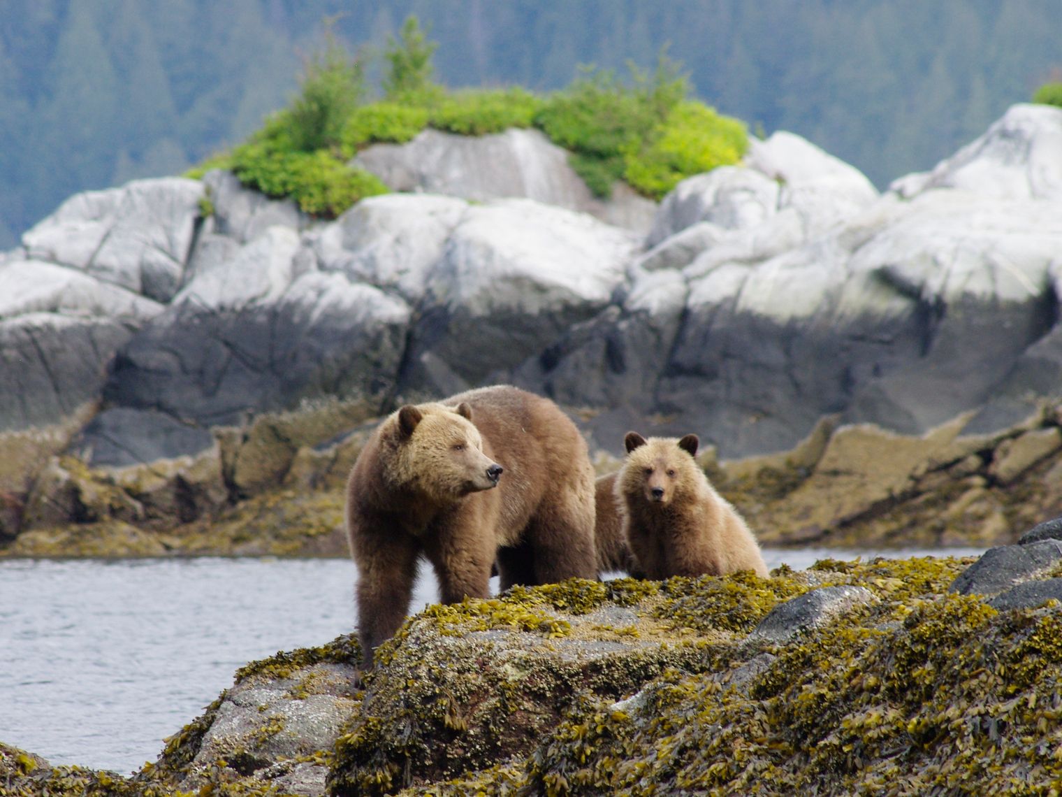 Zwei Bären stehen auf Felsküste in Kanada