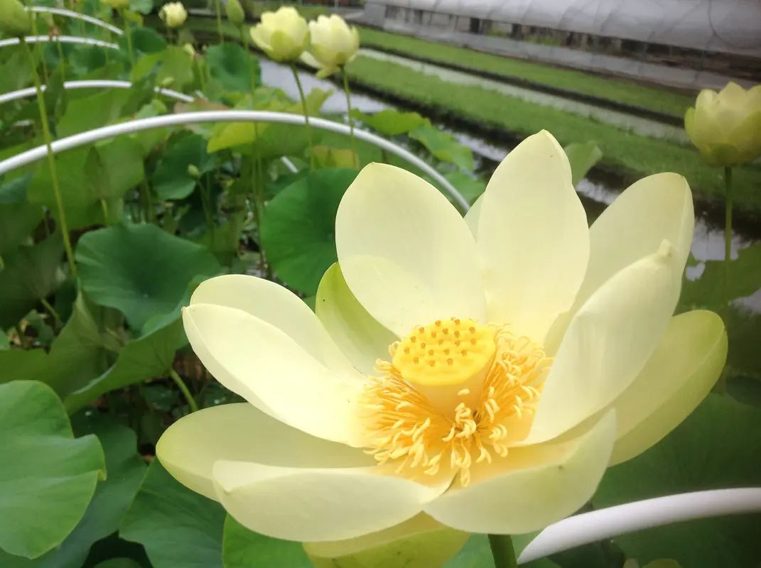 Aquascapes Unlimited Inc in Pipersville - Photo 1