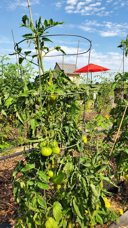 LHCC Farm Property and Community Garden in Dublin - Photo 4