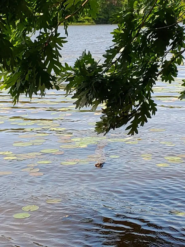 Three Mile Run in Perkasie - Photo 3