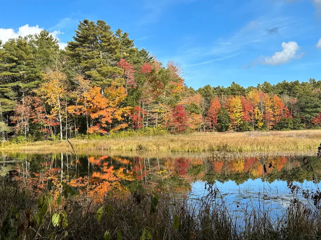Five Mile Woods in Morrisville - Photo 3