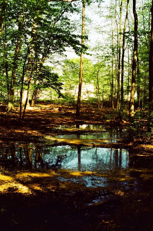 Five Mile Woods in Morrisville - Photo 4