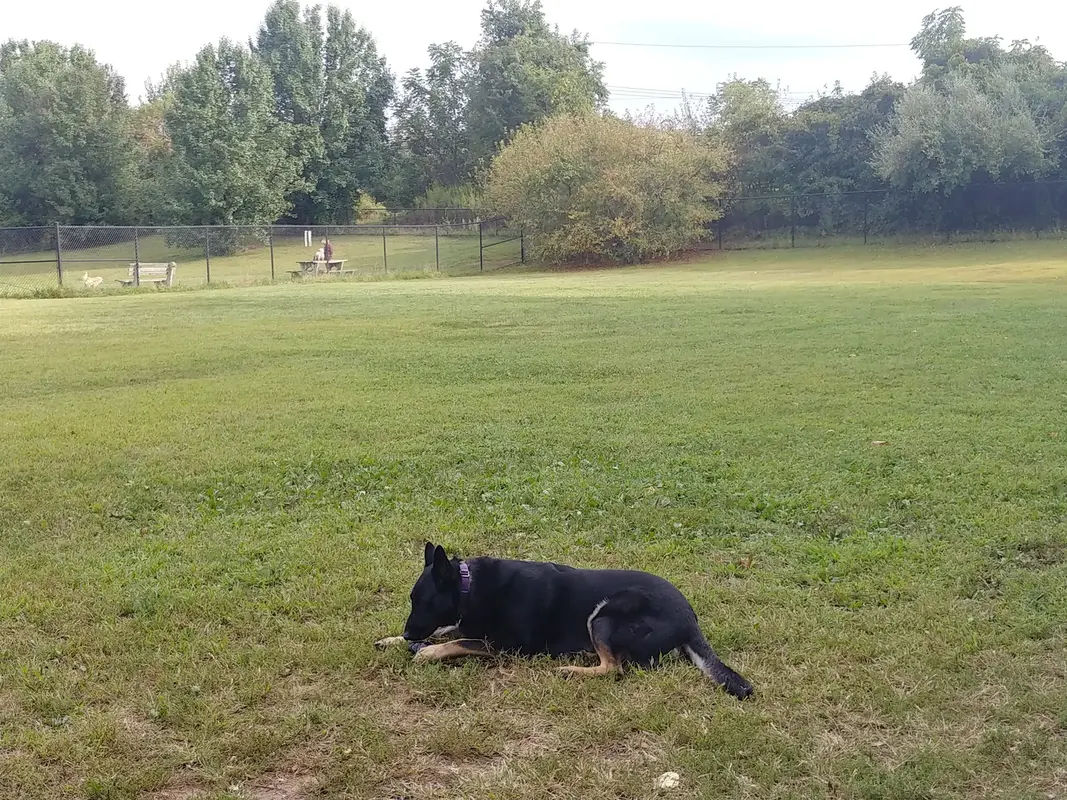 Falls Township Dog Park in Morrisville - Photo 2