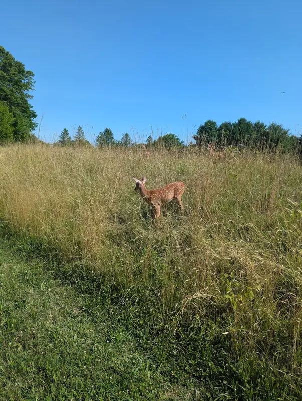 Landis Park in Doylestown - Photo 3