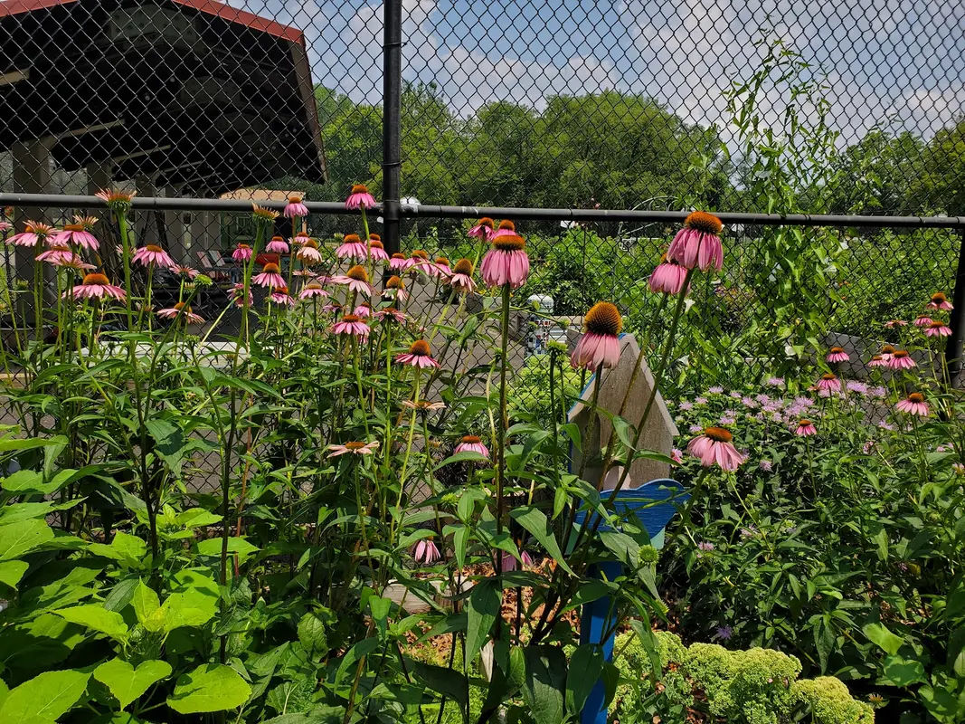Adams Hollow Community Garden in Bristol - Photo 1