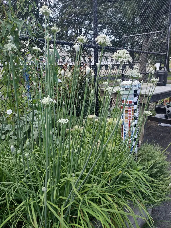 Adams Hollow Community Garden in Bristol - Photo 3