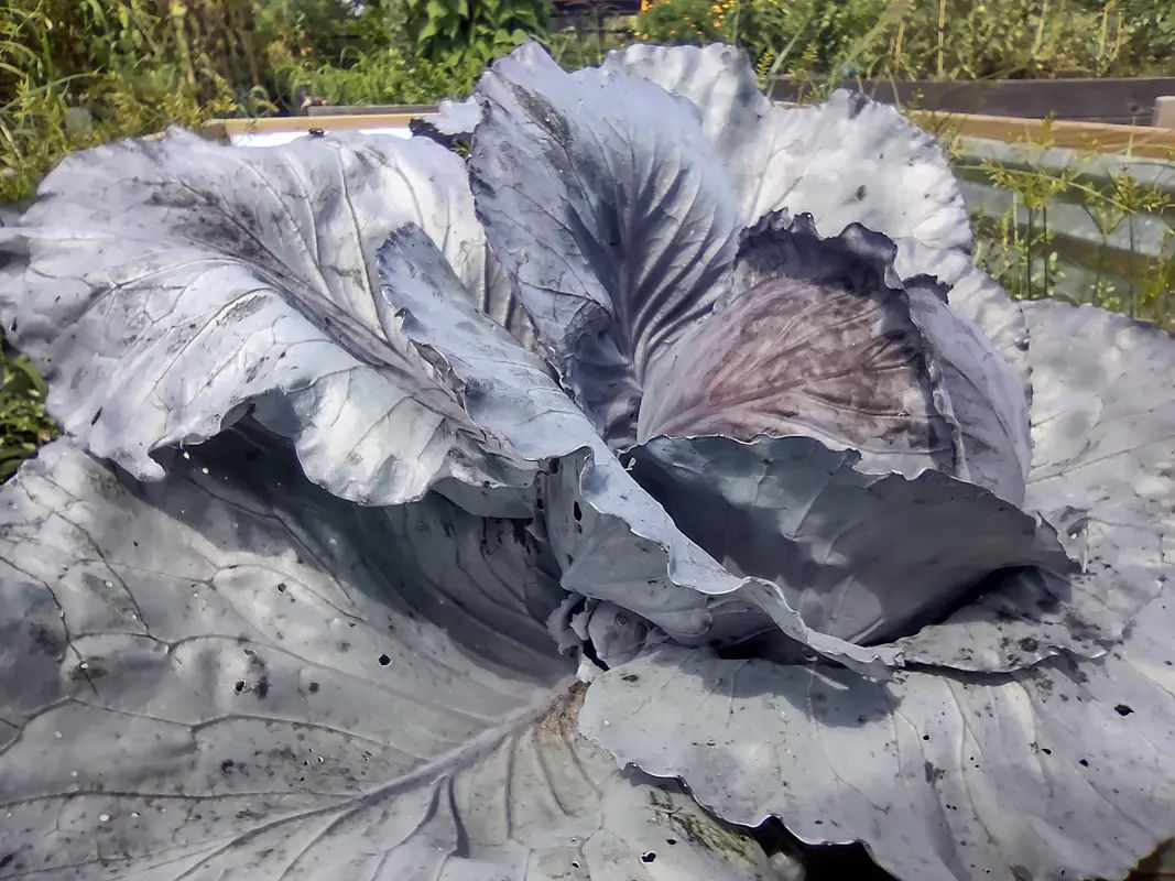 Adams Hollow Community Garden in Bristol - Photo 4