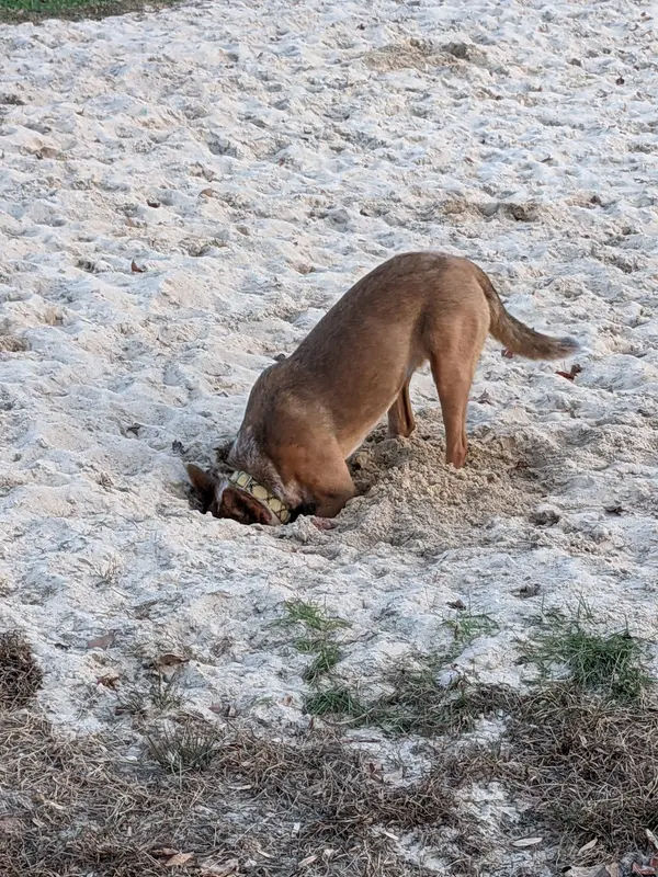 Lower Makefield Township Dog Park (Members Only) in Yardley - Photo 1