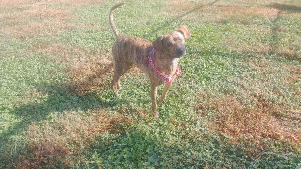 Lower Makefield Township Dog Park (Members Only) in Yardley - Photo 4