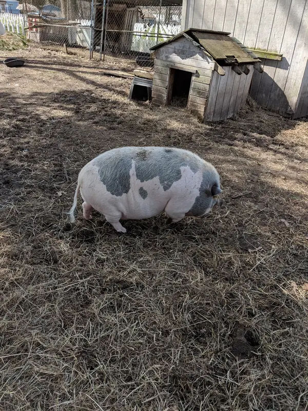 Dinoia Park in Bensalem - Photo 2