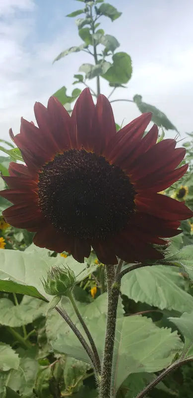 Silver Lake Park in Newtown - Photo 3