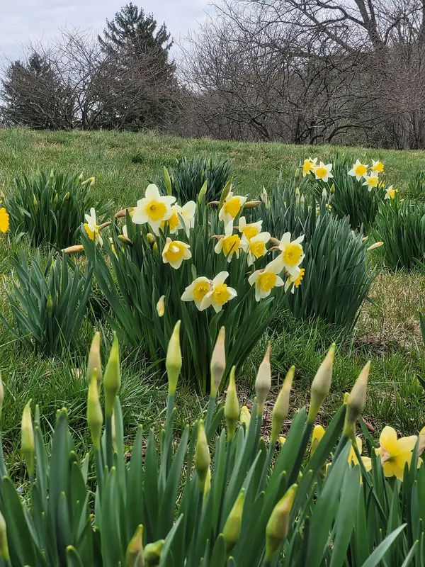 Knecht's Covered Bridge in Springfield - Photo 4