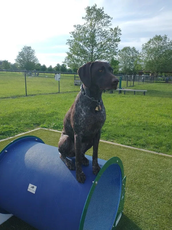 Doylestown Dog Park in Warrington - Photo 4