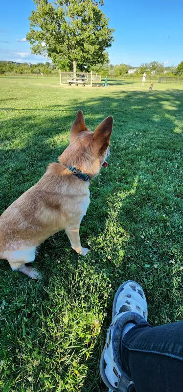 Doylestown Private Dog Park (members only) in Warrington - Photo 3